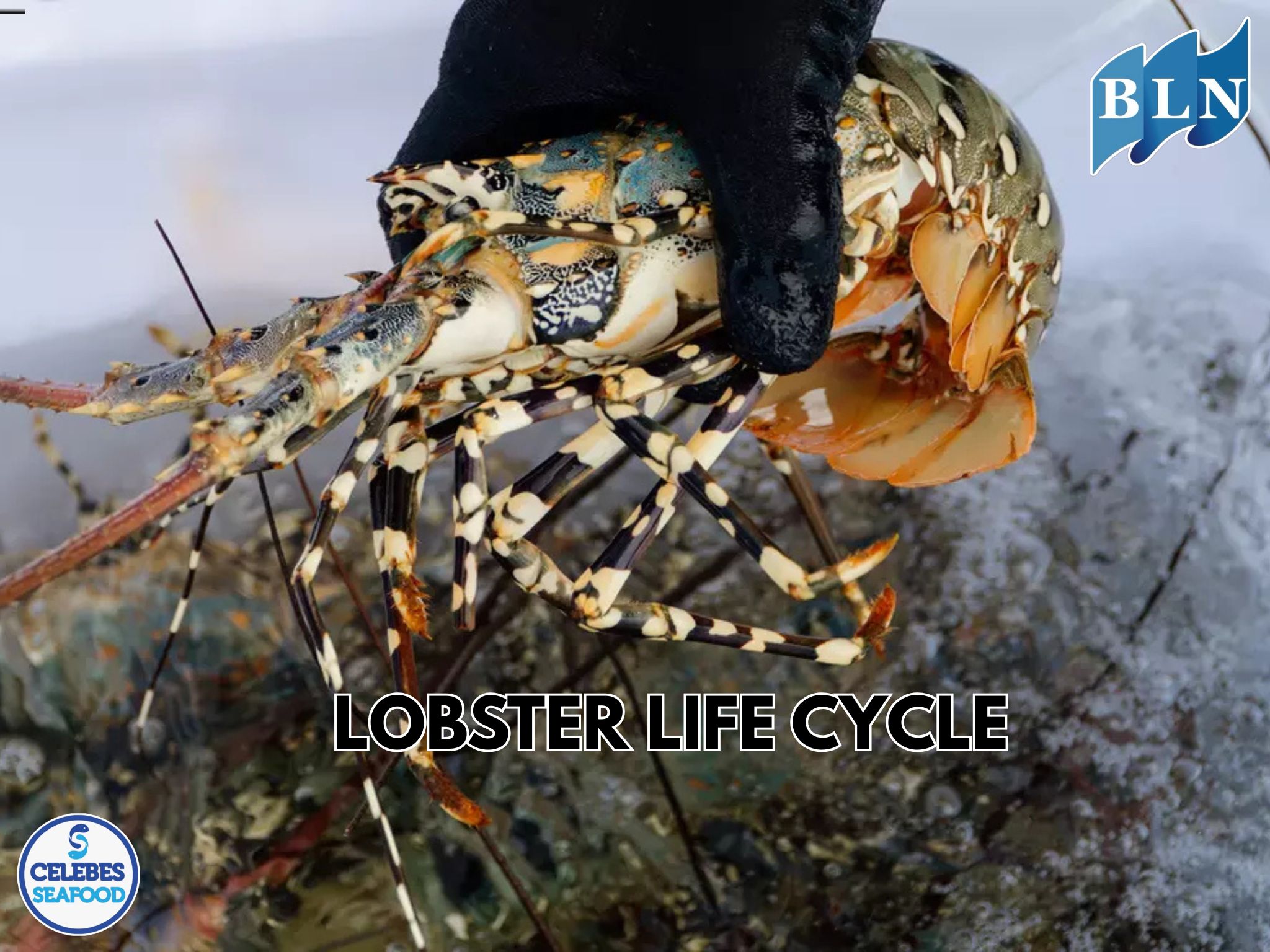 Lobster Life Cycle